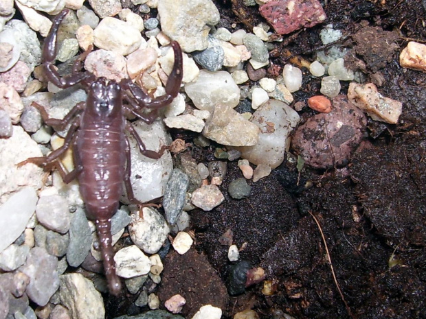 Heterometrus sp. java