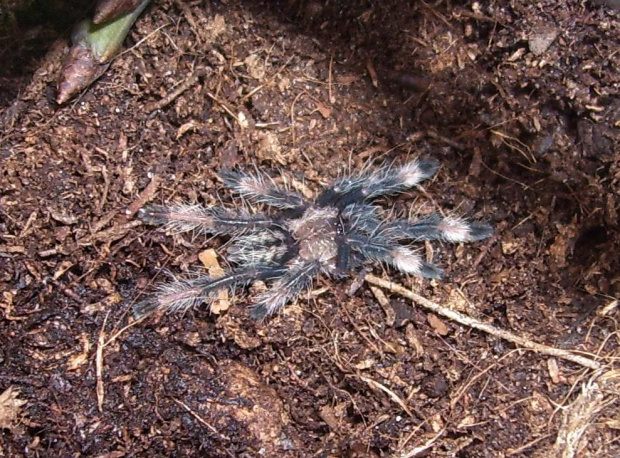 Psalmopoeus cambridgei