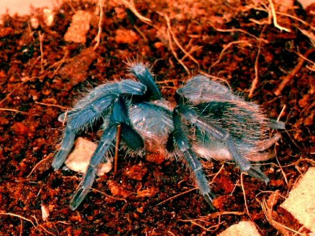 Aphonopelma seemanni "blue"