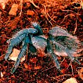 Aphonopelma seemanni "blue"