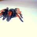 Brachypelma emilia 8 wyl.