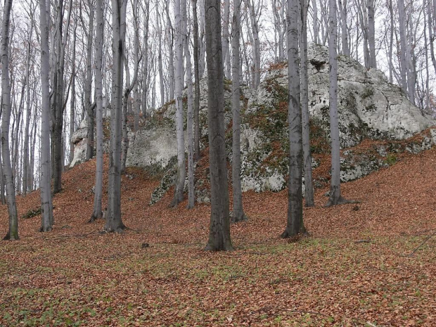 Rezerwat Ruskie Góry - Jura.