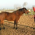 Poter (Pożoga, Ousor VIII-50) #konie #hucuły #poter