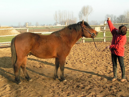Poter (Pożoga, Ousor VIII-50) #konie #hucuły #poter