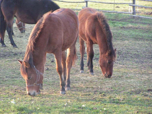 konie-hucuły #konie #hucuły #małopolaki #janosik #elza #modelka #lubczyk #jagienka #tofik #poter #trzcinka #zwinka