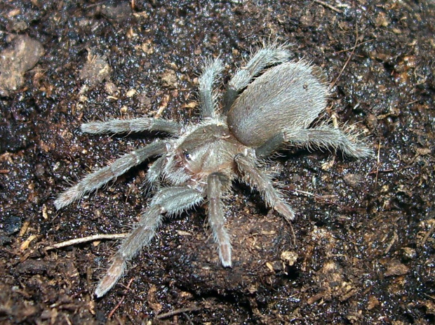 Hysterocrates gigas