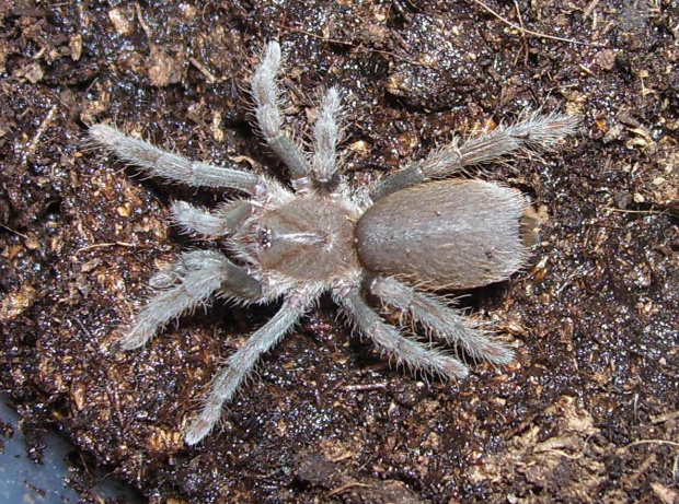 Hysterocrates gigas