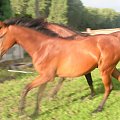 hucuły i małopolaki #konie #hucuły #małopolaki #janosik #elza #modelka #lubczyk #jagienka #tofik #poter #trzcinka #zwinka