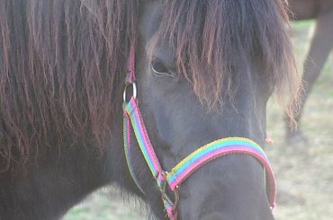 hucuły i małopolaki #konie #hucuły #małopolaki #janosik #elza #modelka #lubczyk #jagienka #tofik #poter #trzcinka #zwinka