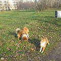 Sheltie - spotkanko jesienne nad dolinką służewiecką