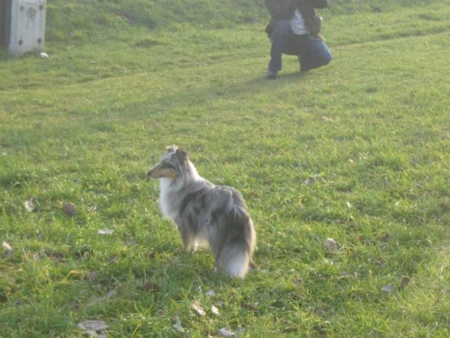 Sheltie - spotkanko jesienne nad dolinką służewiecką