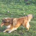 Sheltie - spotkanko jesienne nad dolinką służewiecką