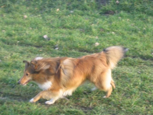 Sheltie - spotkanko jesienne nad dolinką służewiecką