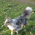 Sheltie - spotkanko jesienne nad dolinką służewiecką