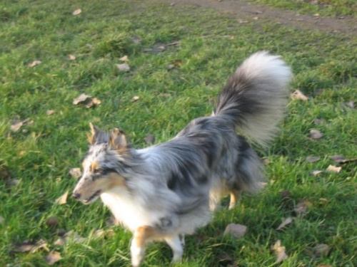 Sheltie - spotkanko jesienne nad dolinką służewiecką