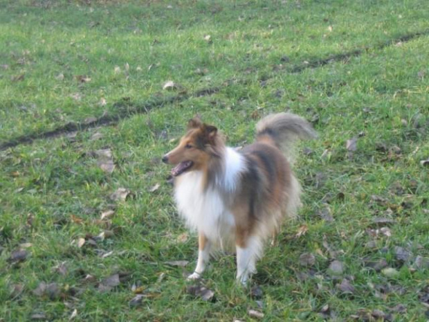 Sheltie - spotkanko jesienne nad dolinką służewiecką