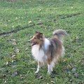 Sheltie - spotkanko jesienne nad dolinką służewiecką