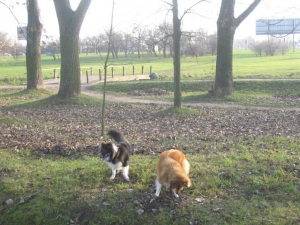 Sheltie - spotkanko jesienne nad dolinką służewiecką