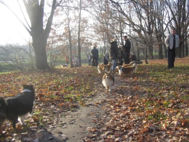 Sheltie - spotkanko jesienne nad dolinką służewiecką