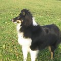 Sheltie - spotkanko jesienne nad dolinką służewiecką