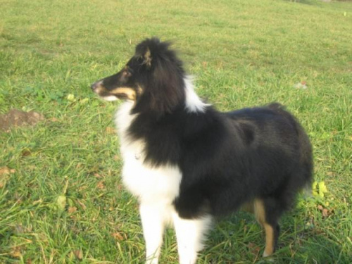 Sheltie - spotkanko jesienne nad dolinką służewiecką