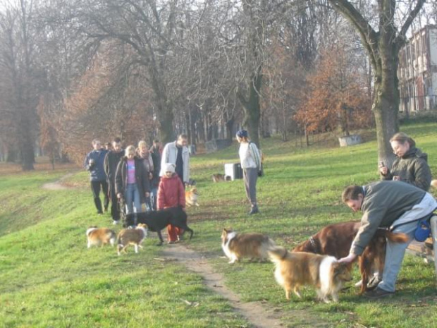 Sheltie - spotkanko jesienne nad dolinką służewiecką