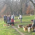 Sheltie - spotkanko jesienne nad dolinką służewiecką