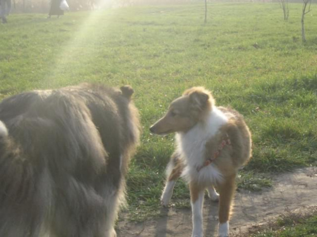 Sheltie - spotkanko jesienne nad dolinką służewiecką