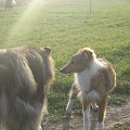 Sheltie - spotkanko jesienne nad dolinką służewiecką