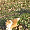 Sheltie - spotkanko jesienne nad dolinką służewiecką