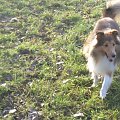 Sheltie - spotkanko jesienne nad dolinką służewiecką