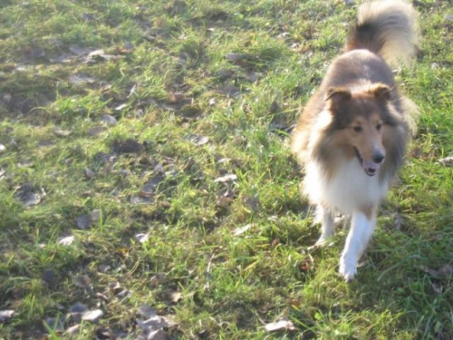 Sheltie - spotkanko jesienne nad dolinką służewiecką