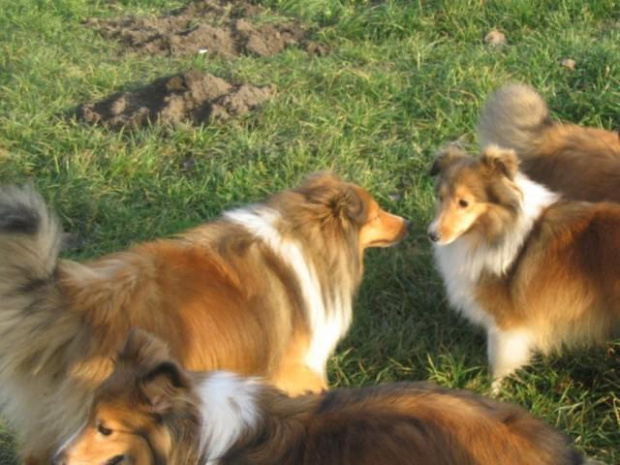 Sheltie - spotkanko jesienne nad dolinką służewiecką