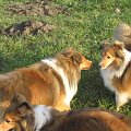 Sheltie - spotkanko jesienne nad dolinką służewiecką