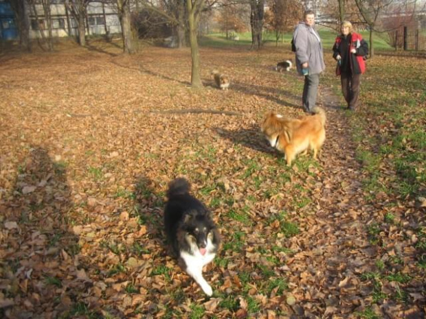 Sheltie - spotkanko jesienne nad dolinką służewiecką