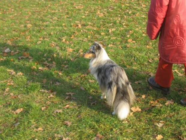 Sheltie - spotkanko jesienne nad dolinką służewiecką