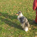 Sheltie - spotkanko jesienne nad dolinką służewiecką