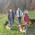 Sheltie - spotkanko jesienne nad dolinką służewiecką