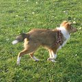 Sheltie - spotkanko jesienne nad dolinką służewiecką