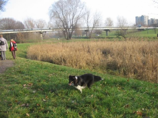 Sheltie - spotkanko jesienne nad dolinką służewiecką