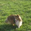 Sheltie - spotkanko jesienne nad dolinką służewiecką