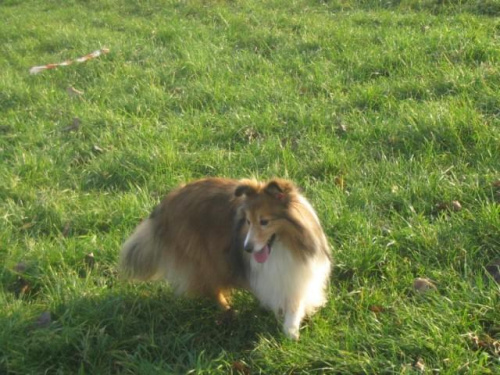 Sheltie - spotkanko jesienne nad dolinką służewiecką