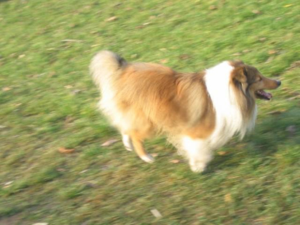 Sheltie - spotkanko jesienne nad dolinką służewiecką