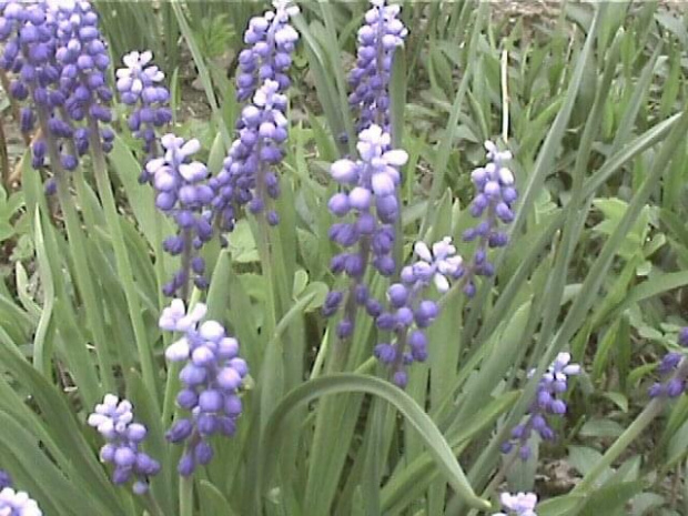 jakies niebieskie kwiatuszki