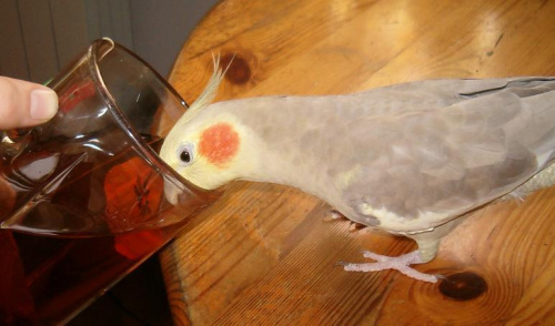A co, papugi też lubią herbatkę :)