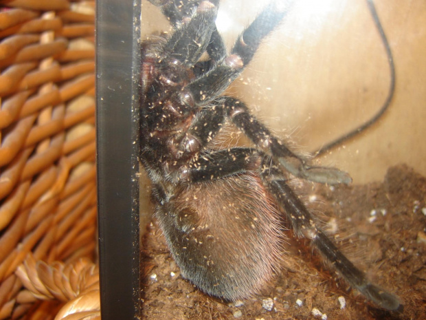 Brachypelma Vagans