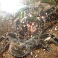 Brachypelma Vagans