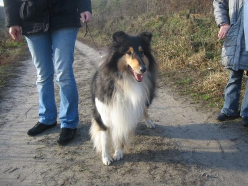 FLUFFY LOVELY ANGEL Hippocampus