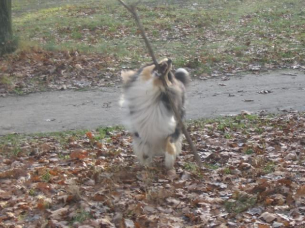 FLUFFY LOVELY ANGEL Hippocampus