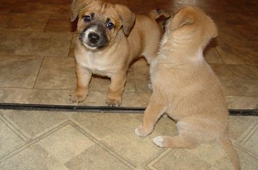 Jak ja lubię zaczepki. #pieski #szczeniaki